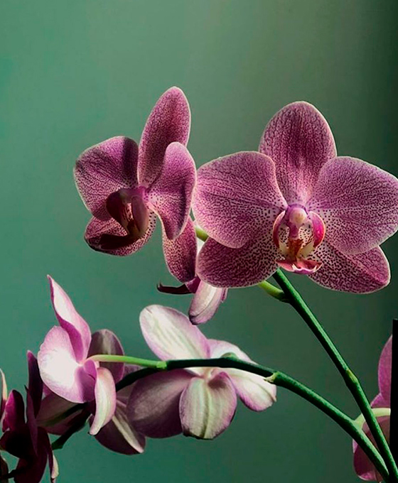 Regalar Flores Morada