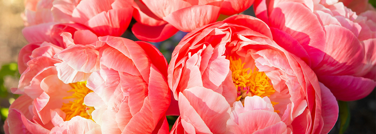 Contacto de Floristería Calvente Granada